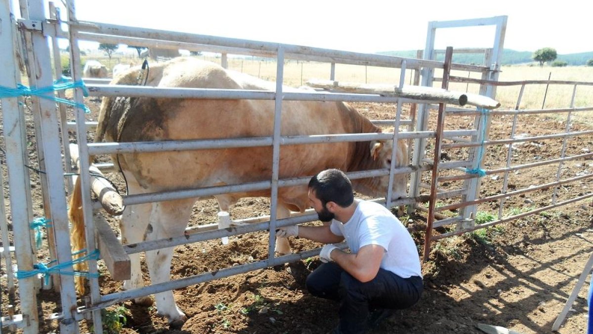 El veterinario César Torres Aceña realiza una extracción de semen por electroeyaculación en Los Villares.-HDS