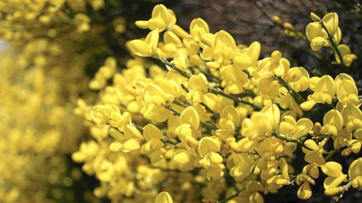 Piorno en flor.-E.M.