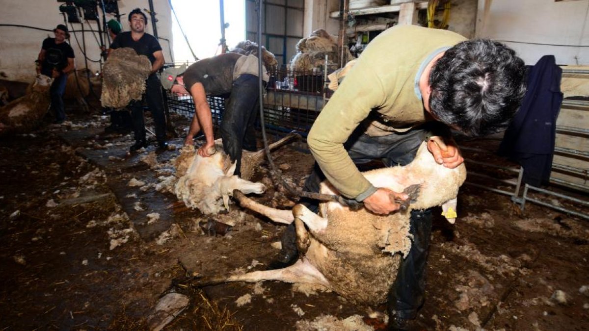 Labores de esquileo en la explotación de Agustín Postigo, en Soria. /-ÁLVARO MARTÍNEZ