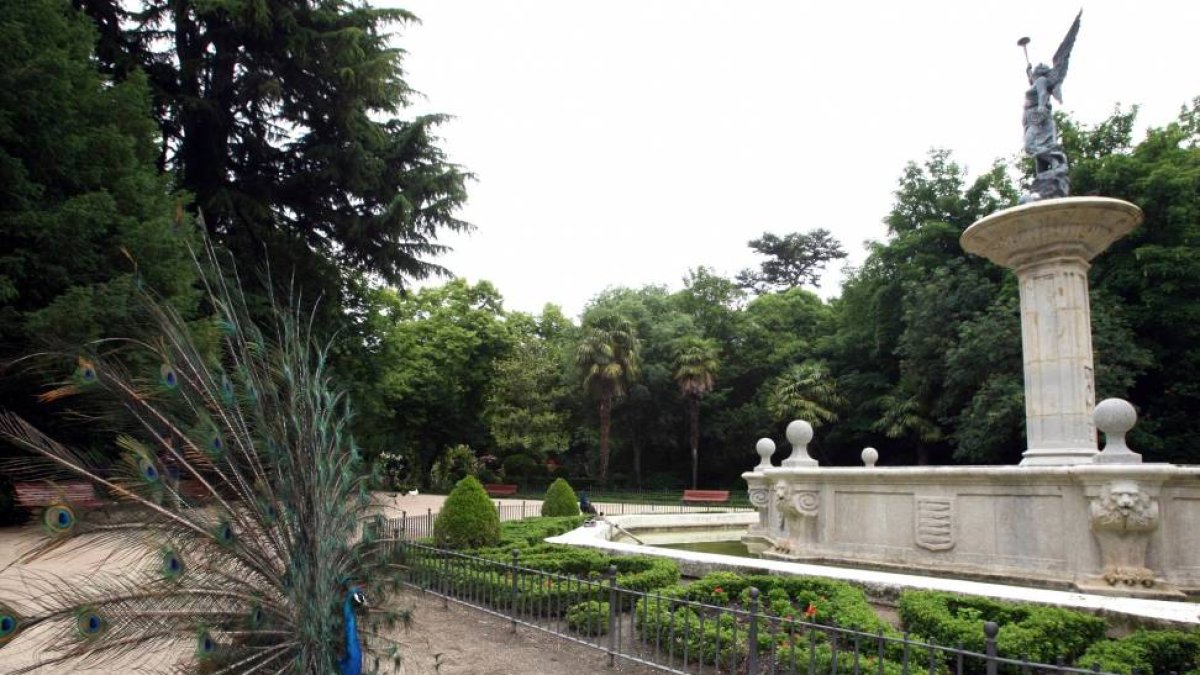 Pavo real junto a la Fuente de la Fama en el Campo Grande de Valladolid-ICAL
