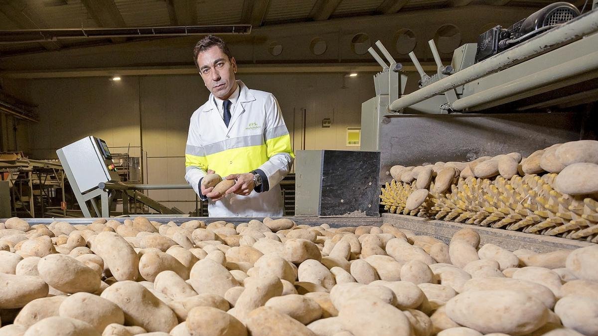 Javier Meléndez, en uno de los lineales de clasificado de patatas de su fábrica de Patatas Meléndez de Medina del Campo.-E.M.