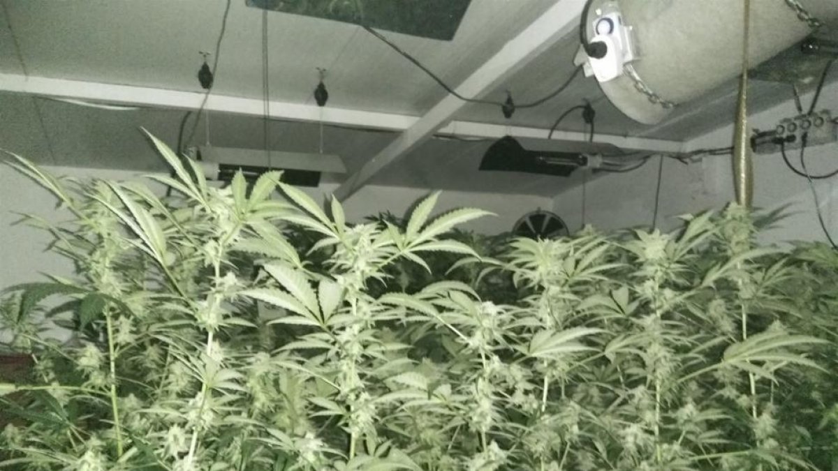 Plantación de marihuana.-GUARDIA CIVIL