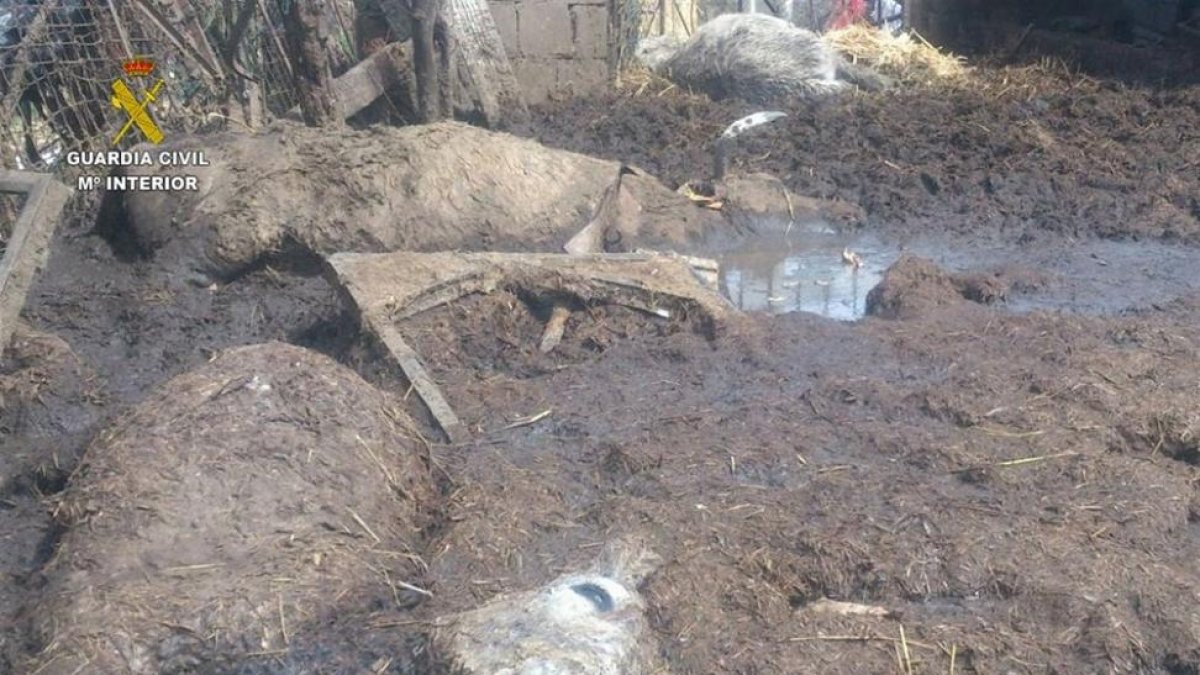 Cadáver encontrados en la finca de Villablino.-GUARDIA CIVIL