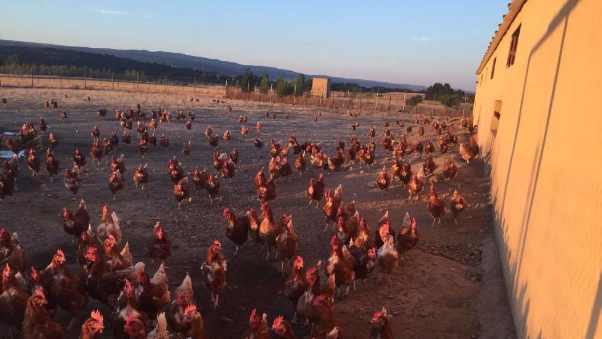 Las gallinas son ‘Isa Brown’ y cuentan con una alimentación totalmente natural.-E.M.