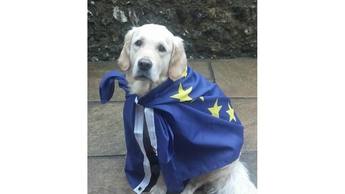 Fotografía de un perro en un colegio electoral en el Reino Unido.-