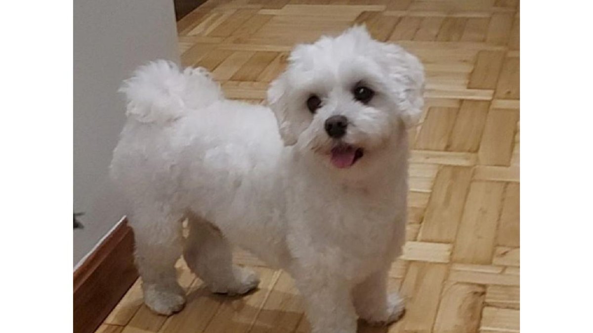 Toby, perro muerto por las dentelladas de un pit bull. E.M.