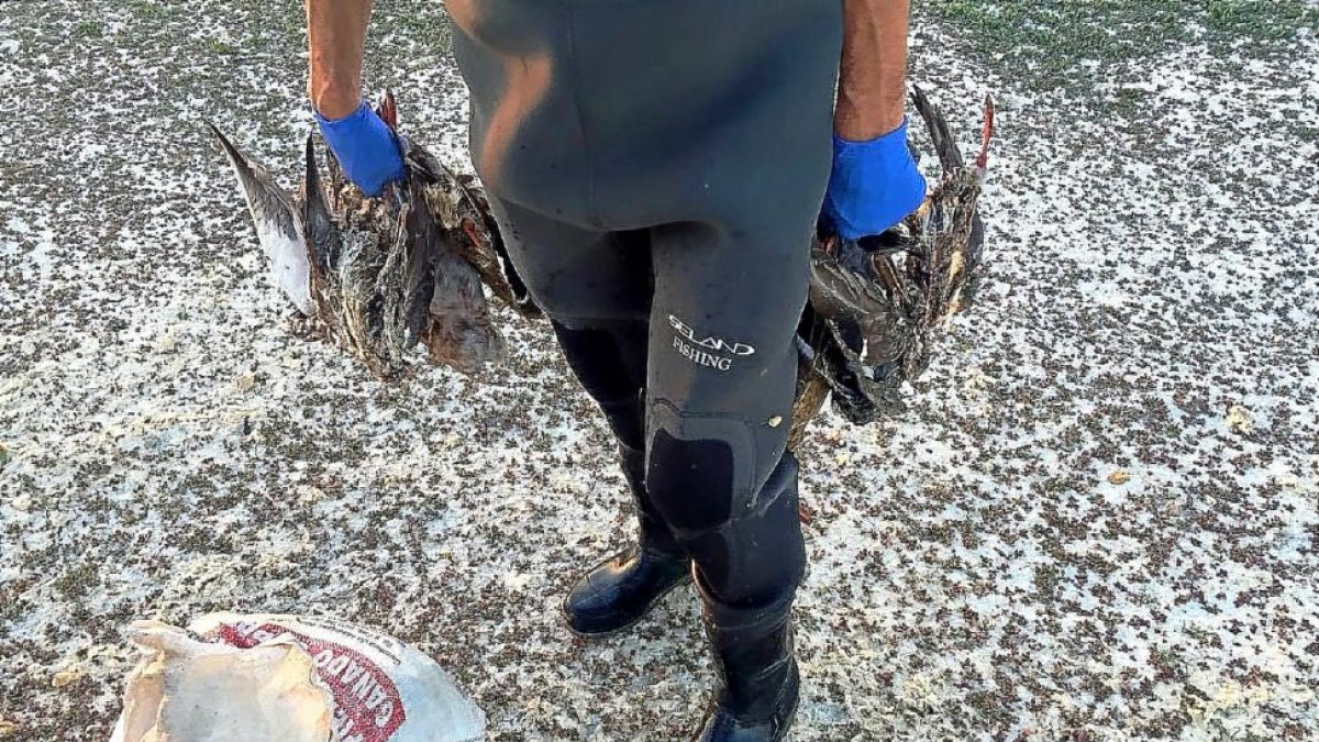 Un agente de la Consejería retira cadáveres de aves en las lagunas del Raso, en La Pedraja de Portillo.-EL MUNDO