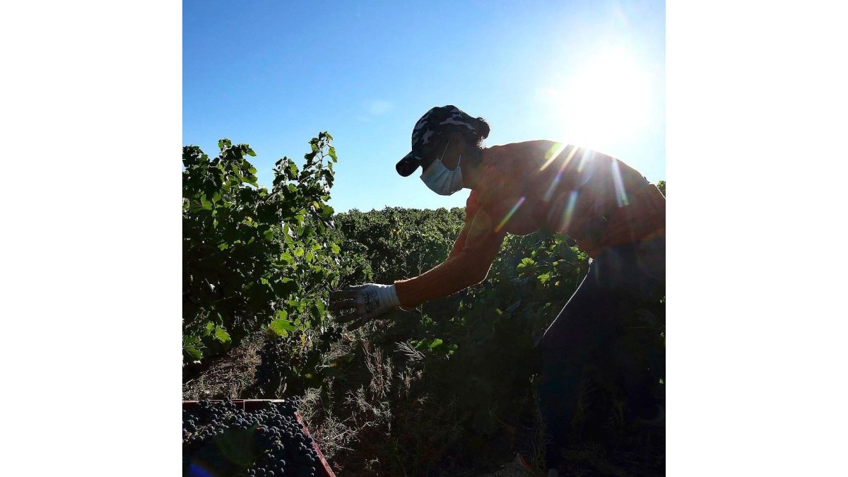 Una vendimiadora recoge racimos de una variedad tinta en la recién concluida campaña de la DO Bierzo. CÉSAR SÁNCHEZ / ICAL