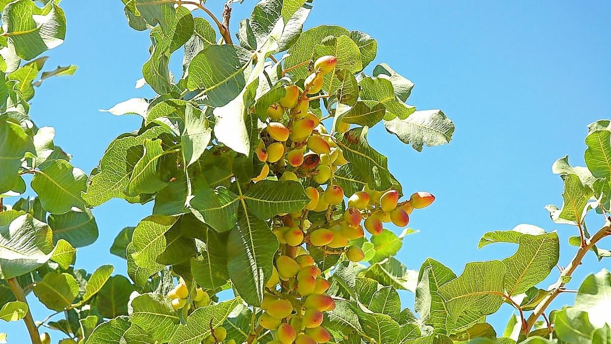 Rama de árbol de pistacho, un cultivo que sigue ganando adeptos en Castilla y León.-E.M.