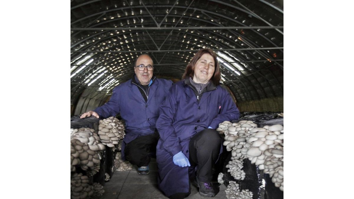 Primeras producciones de la primera seta ecológica cultivada de Castilla y León.-MARIO TEJEDOR