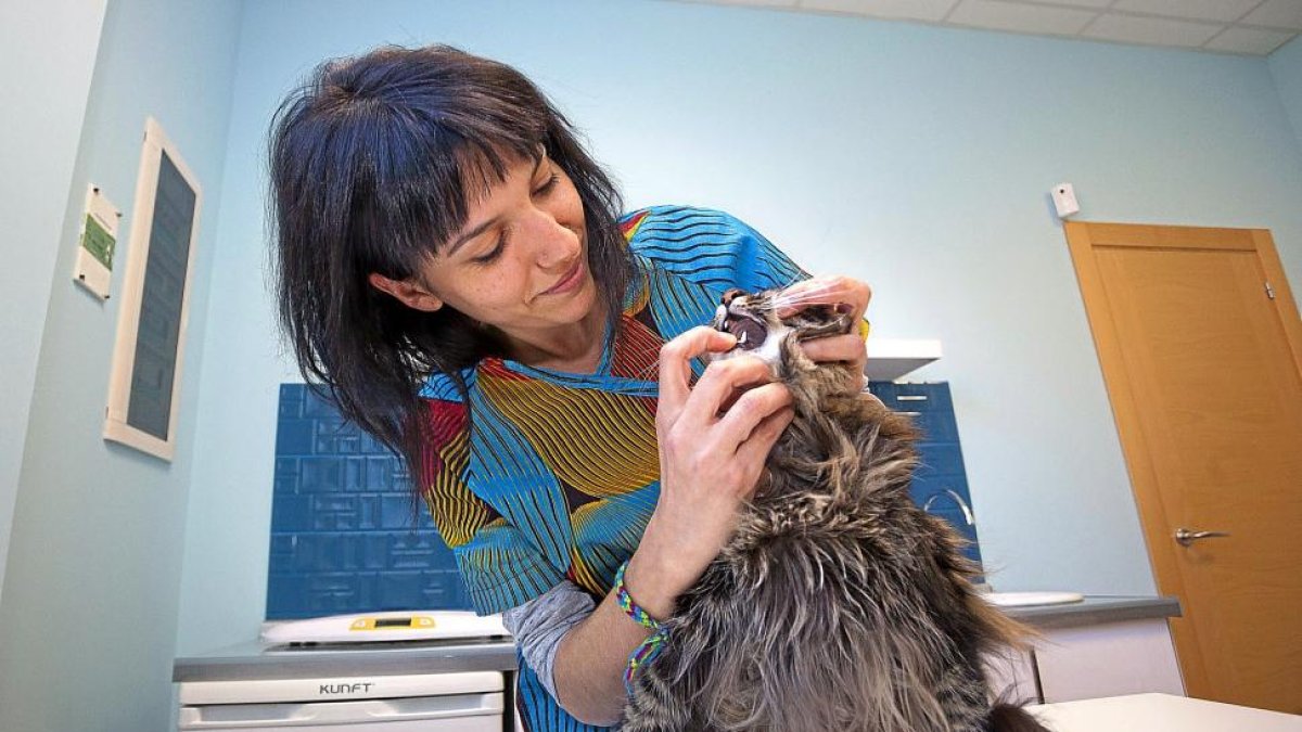 La veterinaria Patricia Ratón en la clínica para gatos Siete Vidas.-PABLO REQUEJO