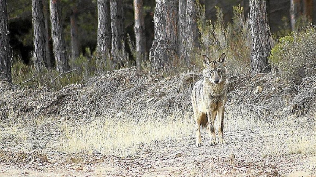 Un lobo en el campo.-EL MUNDO