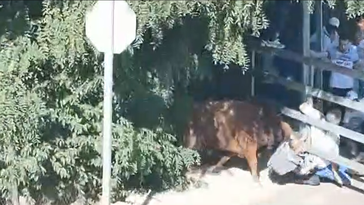 Un novillo alcanza a uno de los asistentes al encierro de Medina del Campo