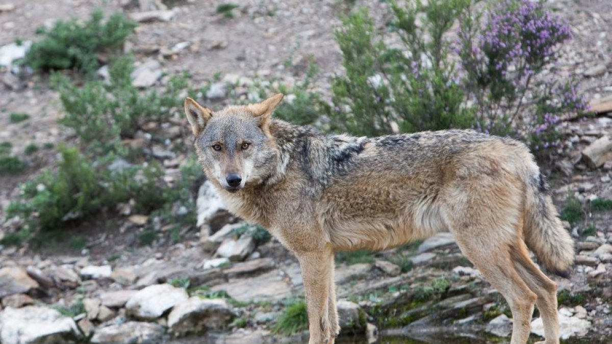Imagen de lobo ibérico.-J. L. Leal / ICAL
