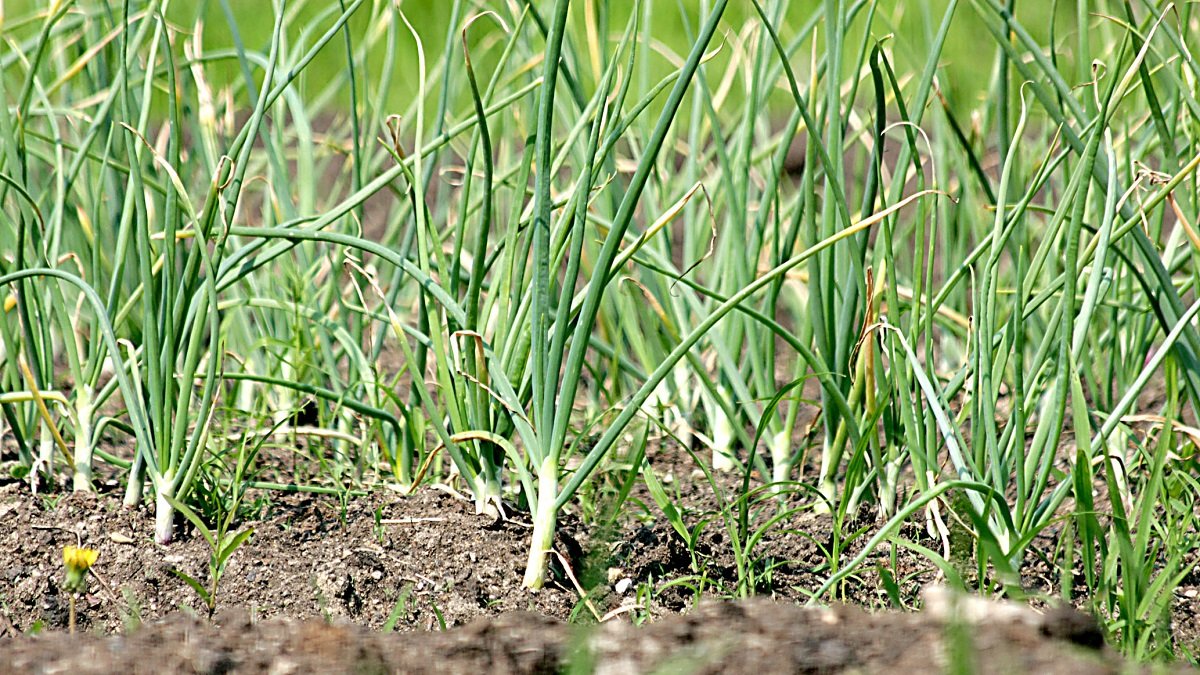 Plantas de ajo en un campo de cultivo.  PQS / CCO