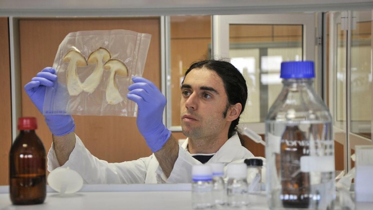 Carlos Moro, con una de las muestras de los hongos en el laboratorio del Centro de los Alimentos.-VALENTÍN GUISANDE