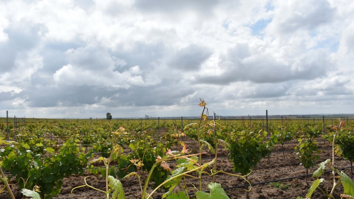 Viñedo en la D. O. Rueda