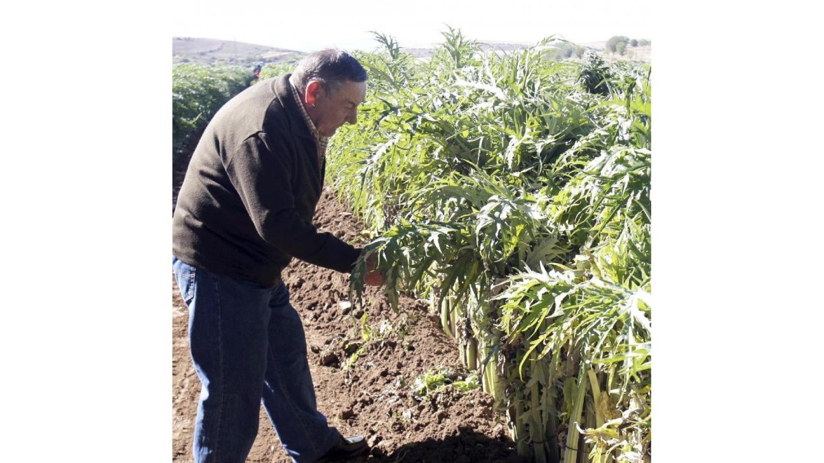 El Cardo Rojo de Ágreda se cultiva en unas 20 hectáreas.-LUIS ÁNGEL TEJEDOR