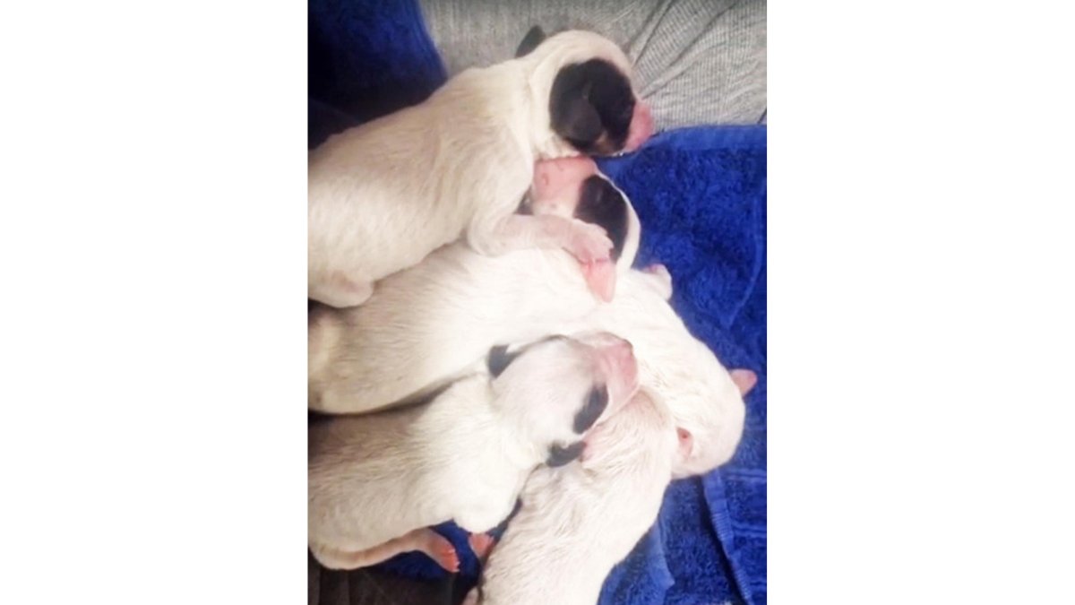 Ocho cachorros abandonados en un contenedor en La Parrilla (Valladolid)- Guardia Civil- Ical
