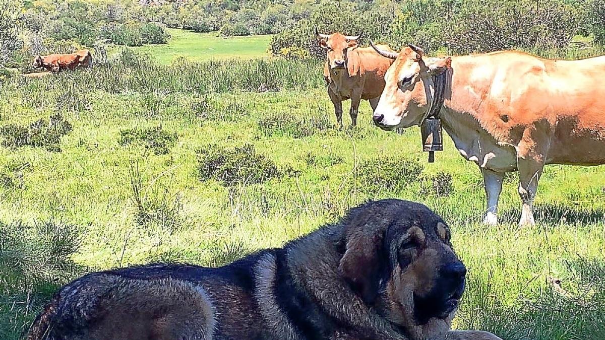 Un mastín cuidando del ganado.-LOS PISCARDOS