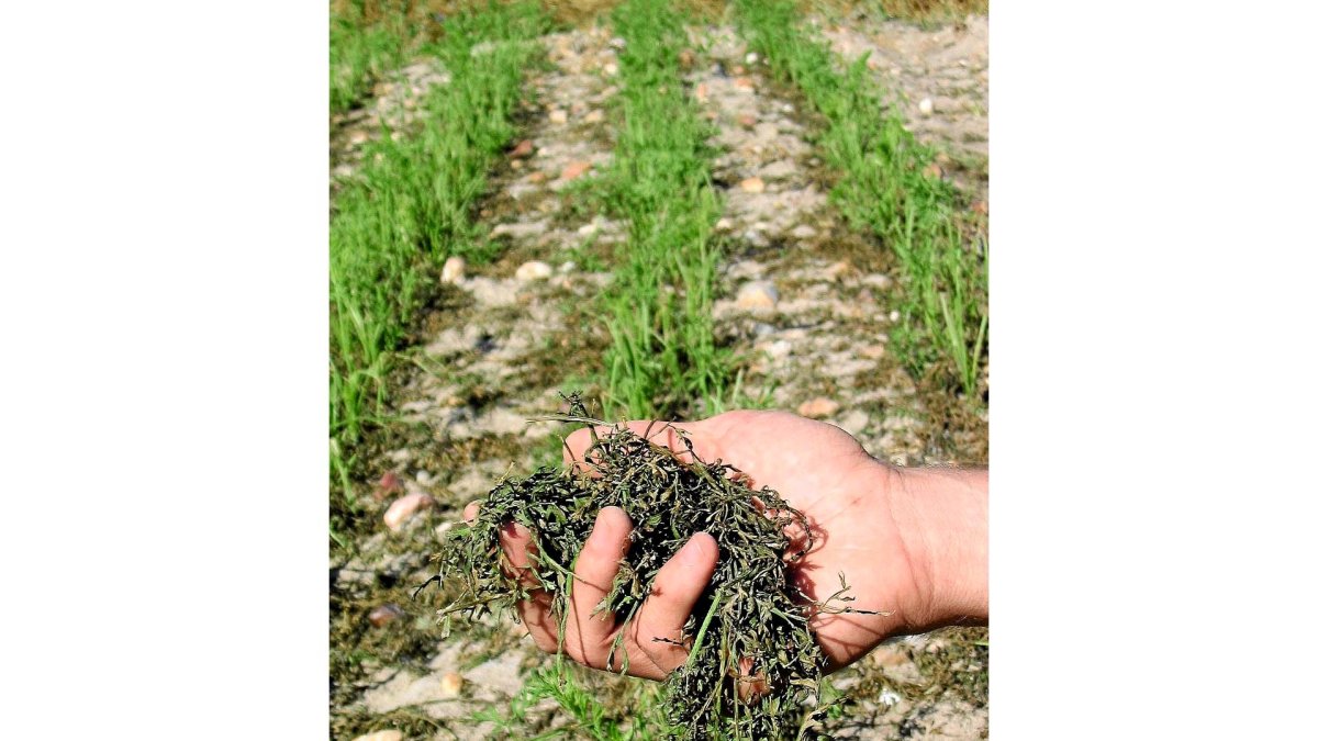 Un agricultor muestra los daños por pedrisco sufridos en un campo de cultivo de Castilla y León. EL MUNDO
