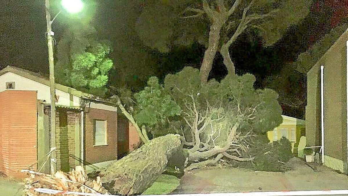 Pino centenario caído durante la noche de ayer en la calle Isidora Carbonero de El Carpio.-BOMBEROS DIPUTACIÓN