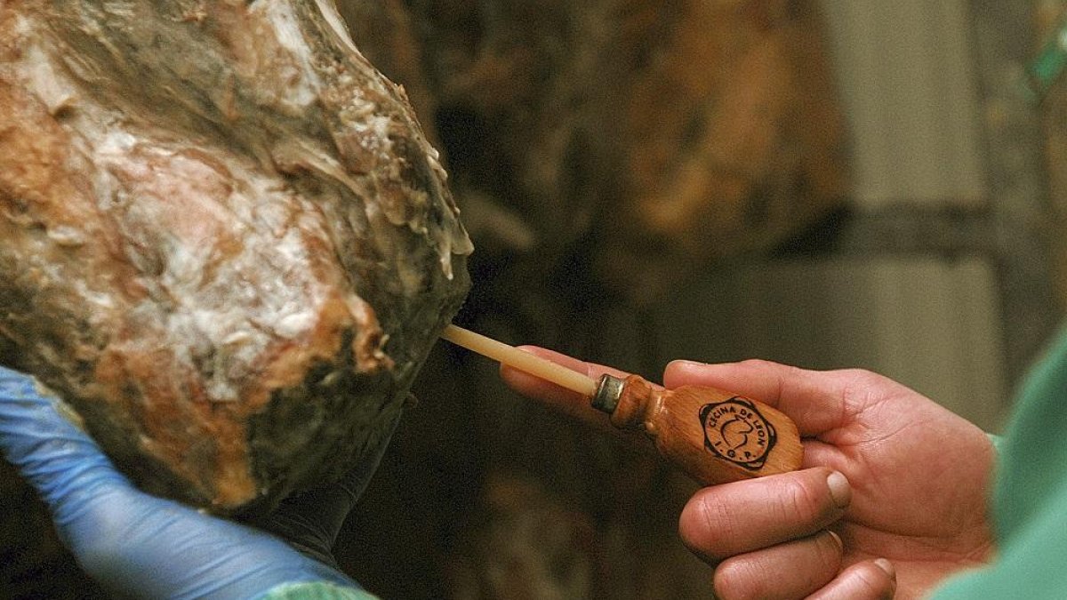 Un trabajador introduce una cala con el sello de la Indicación Geográfica Protegida para el análisis de la pieza de cecina que madura como mínimo 7 meses.-TOMÁS MARTÍNEZ ANTOLÍN