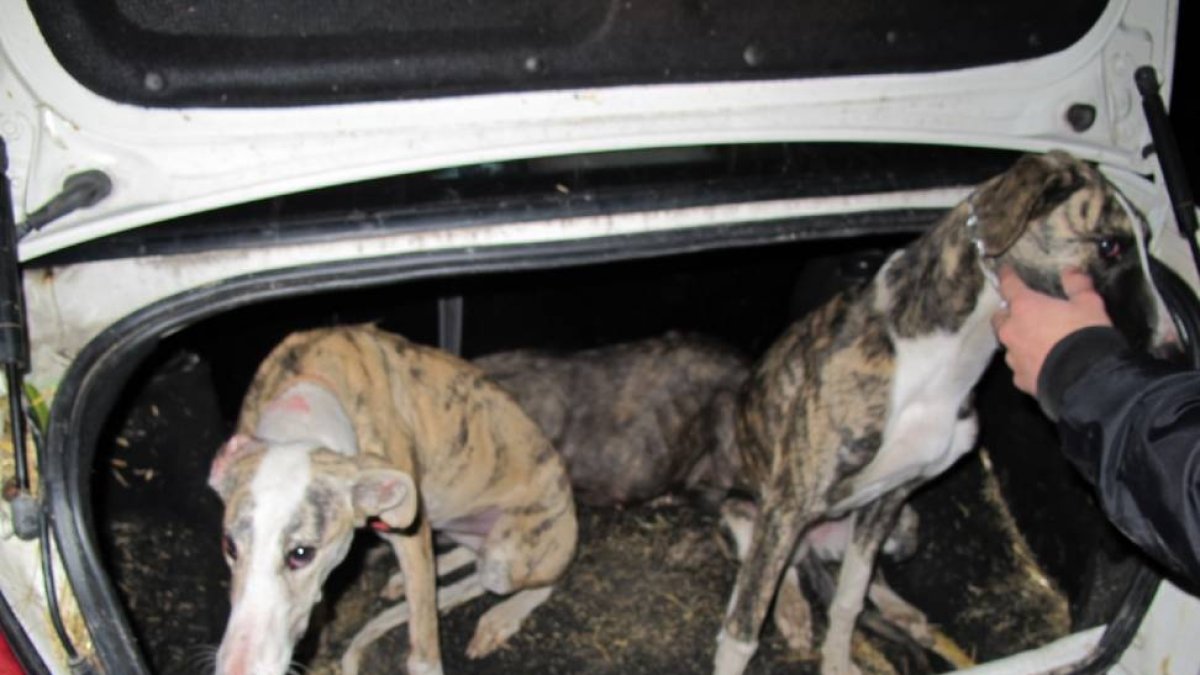 Dos de los galgos interceptados por la Guardia Civil para la caza furtiva-El Mundo