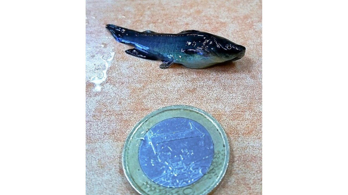El tamaño del pez comparado con un euro.-L D F.