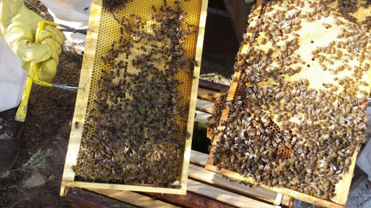 Imagen de panal de abejas.-ECB