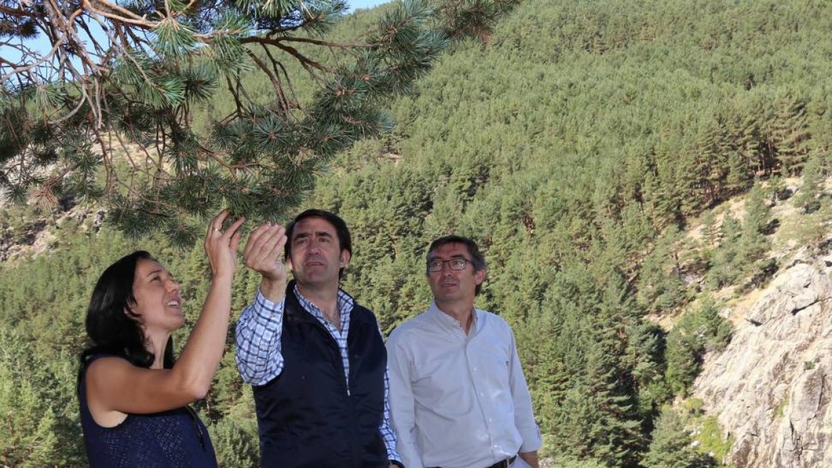 El consejero de Fomento y Medio Ambiente, Juan Carlos Suárez-Quiñones, visita el monte pinar de Navafría en el Parque Natural de Guadarrama.-ICAL