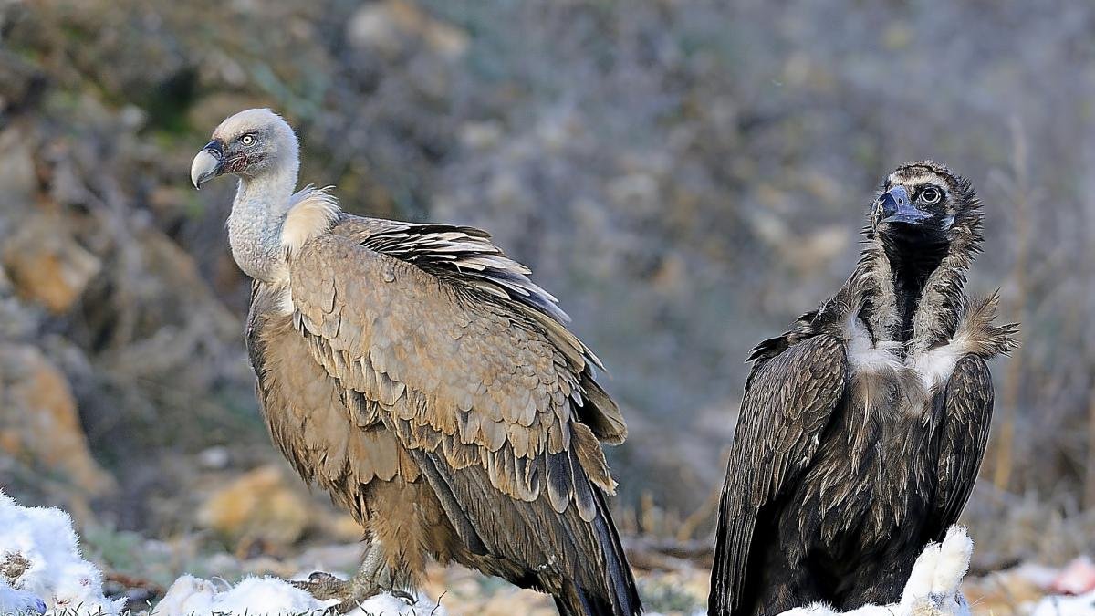 Un buitre leonado y un buitre negro en el Cañón del Río Lobos.-VALENTÍN GUISANDE