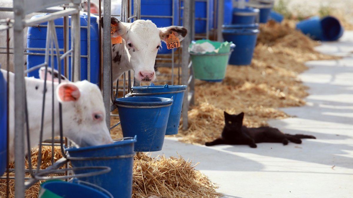 Explotación ganadera de vacuno lácteo ubicada en la localidad palentina de Melgar de Yuso.- ICAL