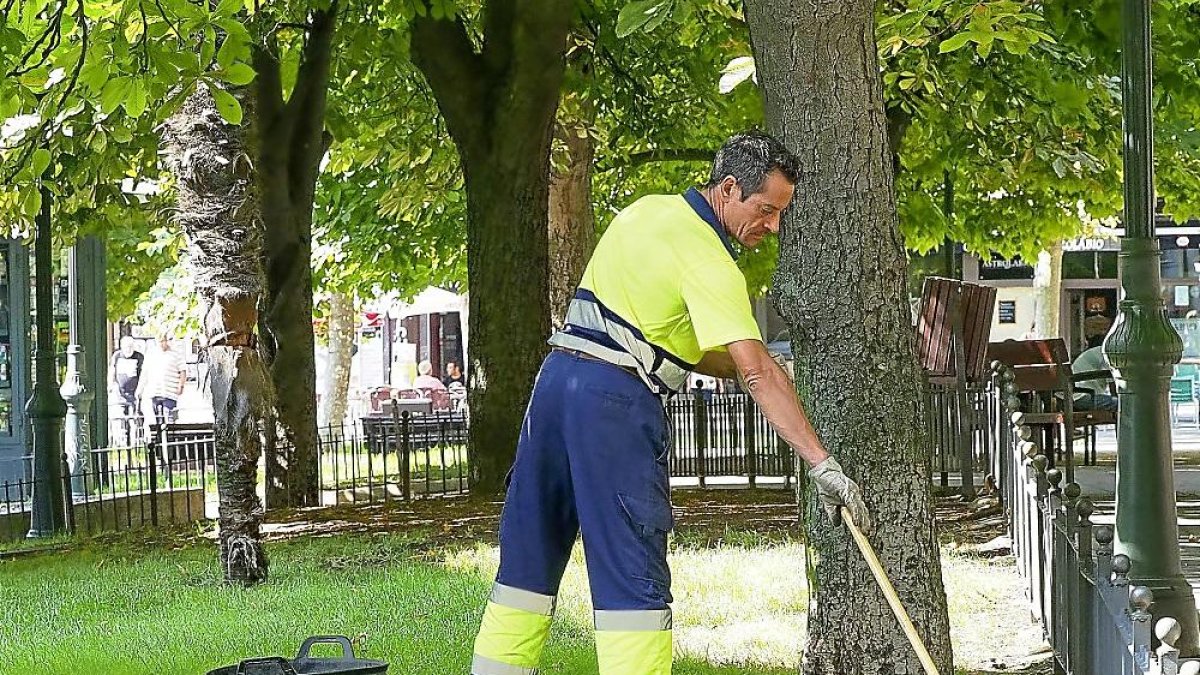 Un jardinero trabaja en un parque de Valladolid.-MIGUEL ÁNGEL SANTOS