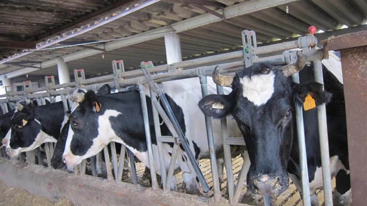 Imagen de vacas en una explotación ganadera.-EUROPA PRESS