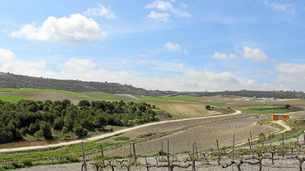 Vista de los viñedos de la bodega AAA 3 Ases (DO Ribera del Duero), en Quintanilla de Arriba (Valladolid)-El Mundo