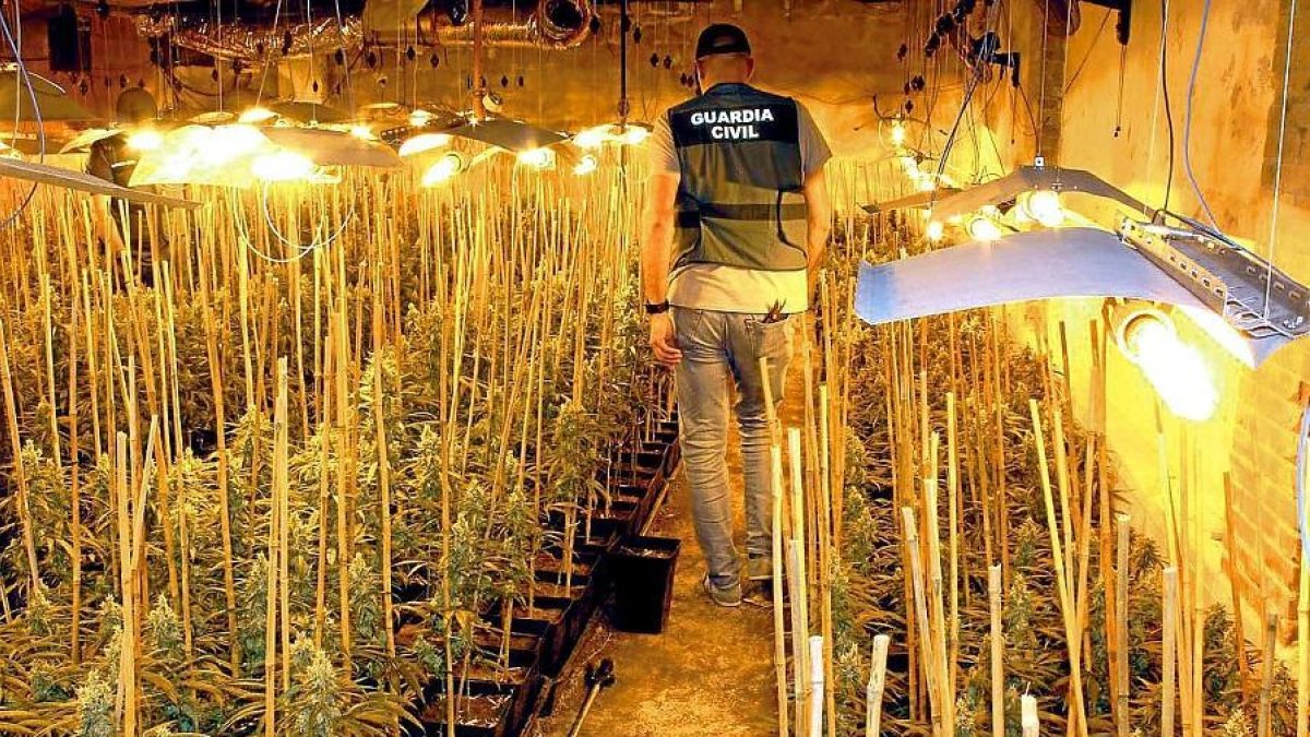 Un agente de la Guardia Civil inspecciona la plantación de marihuana ‘indoor’ encontrada en Mucientes.-GUARDIA CIVIL