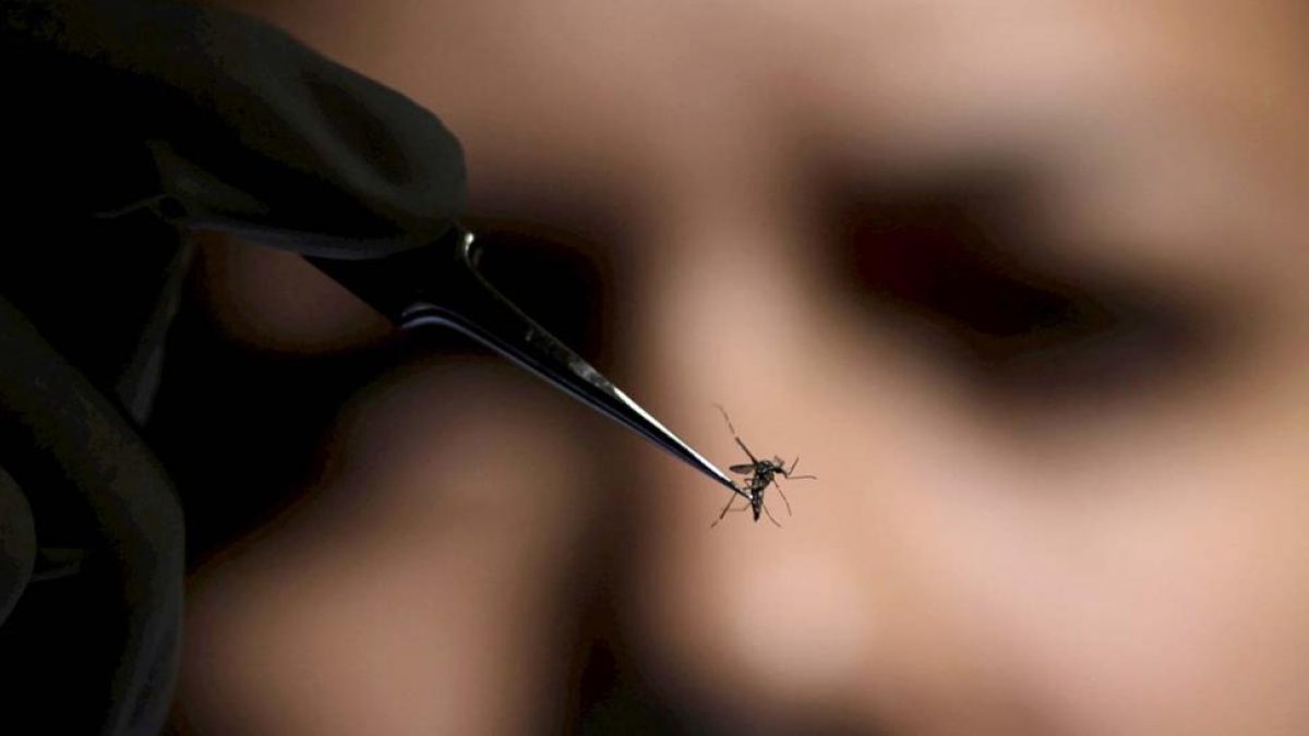 Mosquito Anófeles en Mozambique para luchar contra la malaria-MONTSERRAT COMESAÑA