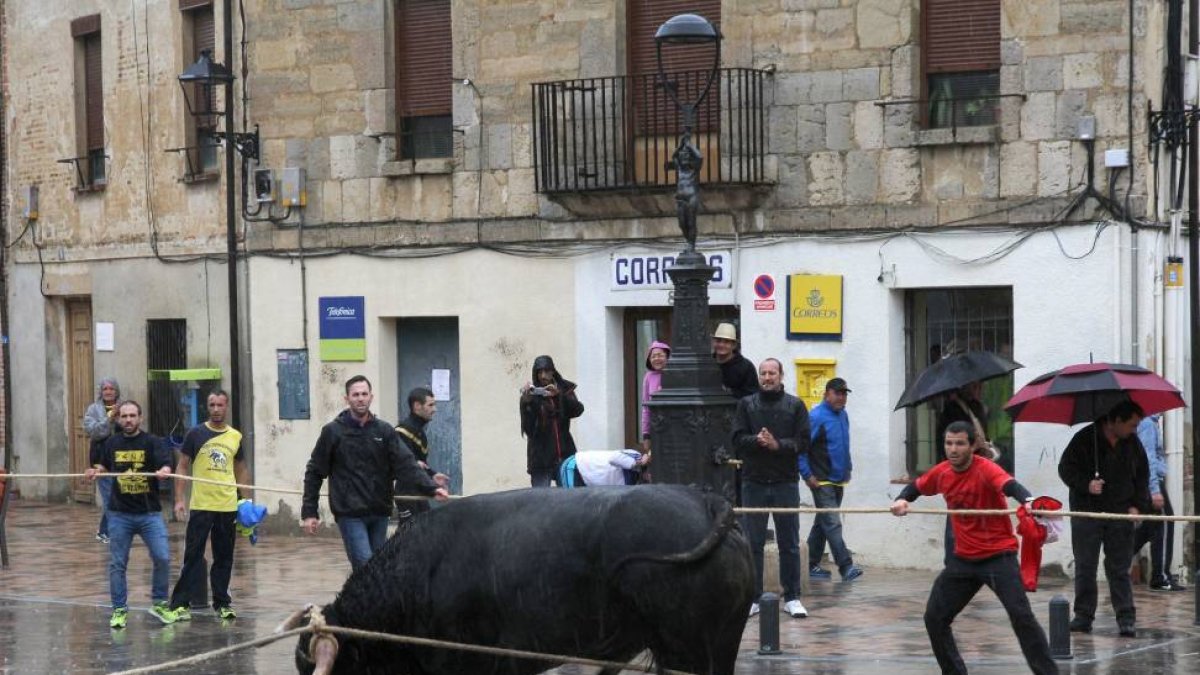 La localidad de Astudillo (Palencia) celebra el encierro del Toro Enmaromado 2015, conocido como Toro del Pueblo, que desde el pasado año cumple con la normativa y está reconocido como espectáculo taurino tradicional.-ICAL