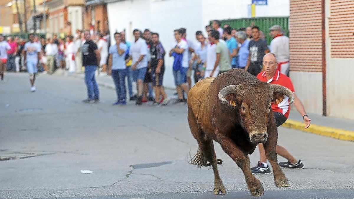 Un momento del primer encierro con el que se iniciaron las fiestas de Pedrajas de San Esteban.-MIGUEL ÁNGEL SANTOS (PHOTOGENIC)