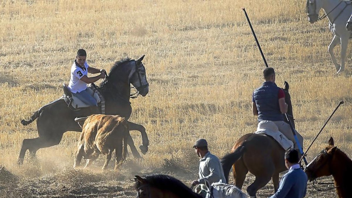 El morlaco arremete contra uno de los caballos durante el encierro campero de Castronuño.-PABLO REQUEJO (PHOTOGENIC)