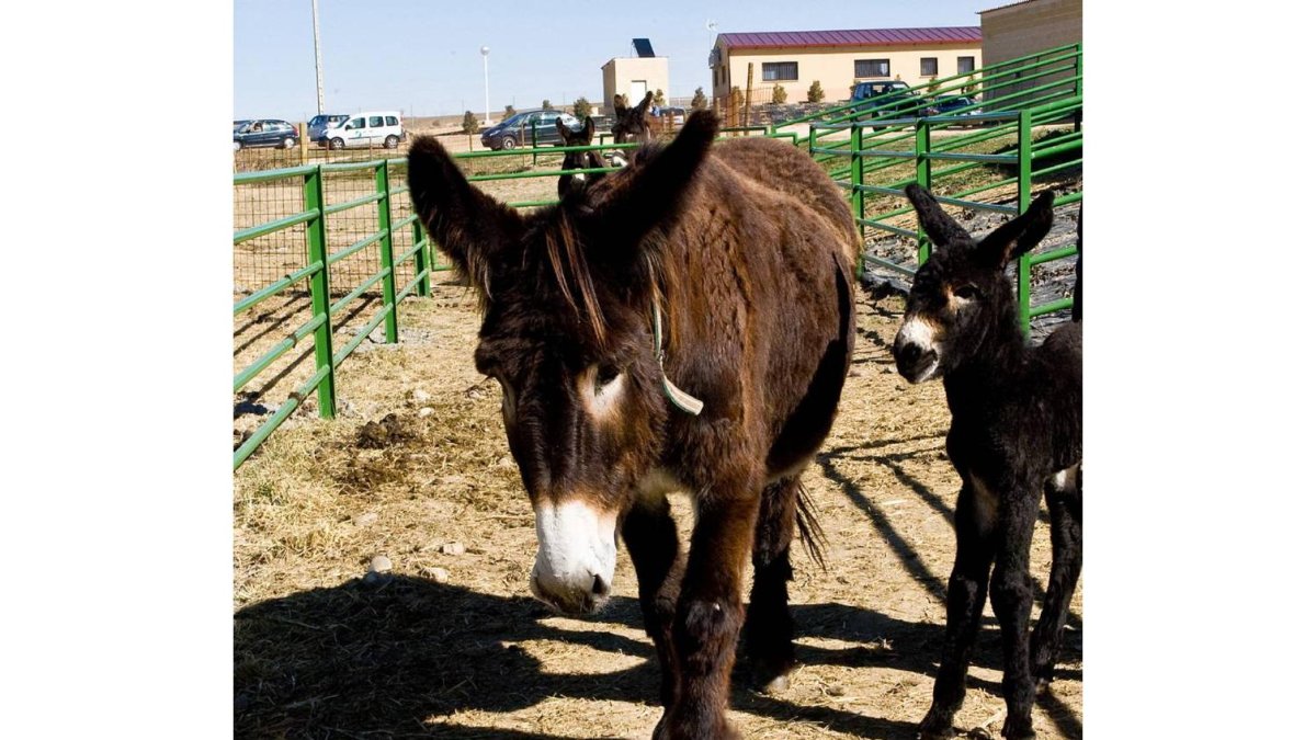 Caballo autóctono en la finca experimental y núcleo de conservación de razas autóctonas de Madridanos (Zamora)-Ical