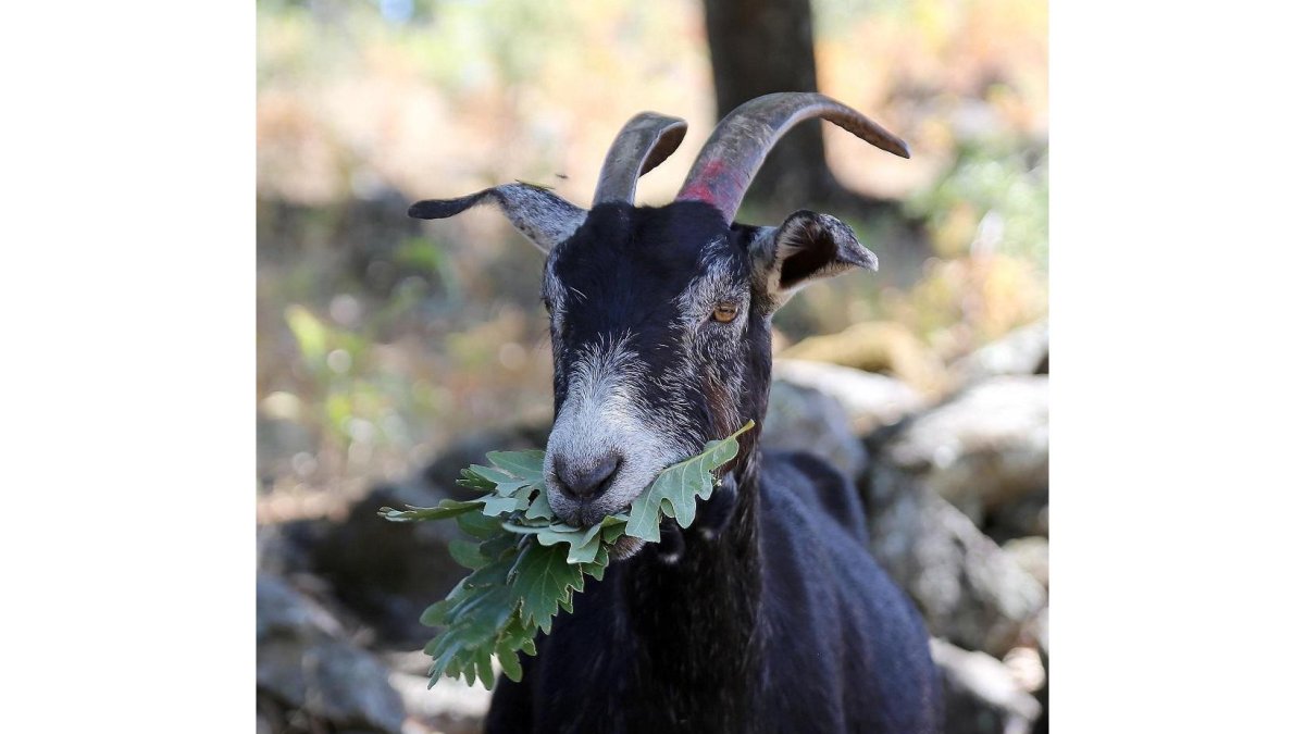 La cabra Verata se alimenta de «todo tipo de comida» que se encuentra en su hábitat natural.-ICAL