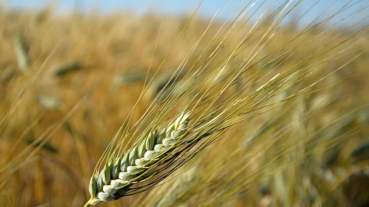 El Kamur es un cultivo rústico que se adapta bien en ecológico y tiene además un valor añadido.-L.C.