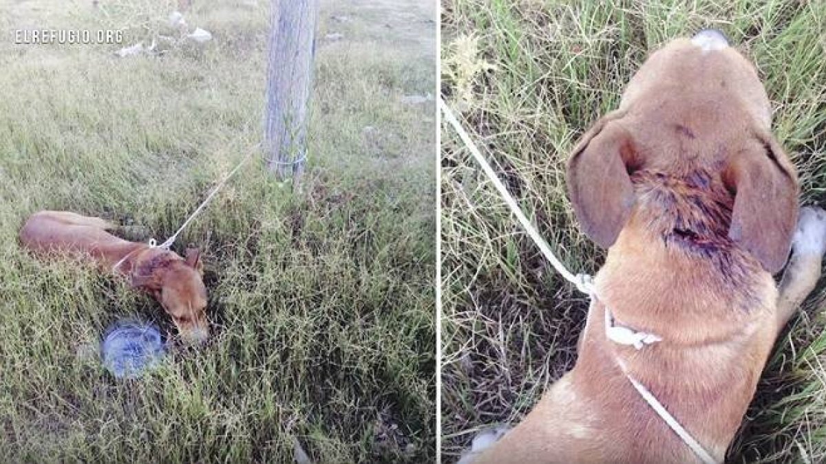 Naif fue hallado con una puñalada en la nuca y atado a un poste.-ELREFUGIO.ORG