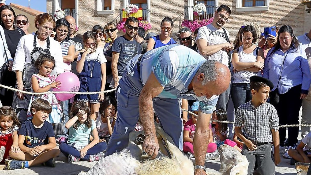 Esquilado de la oveja con tijeras ayer en la XI Feria de Oficios de Villanueva de Duero.-J.M. LOSTAU