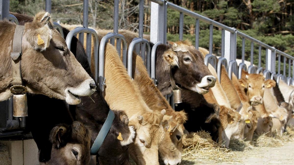 La macrogranja aumentaría en un 16% el censo de Castilla y León de vacas lecheras adultas.-LUIS ÁNGEL TEJEDOR