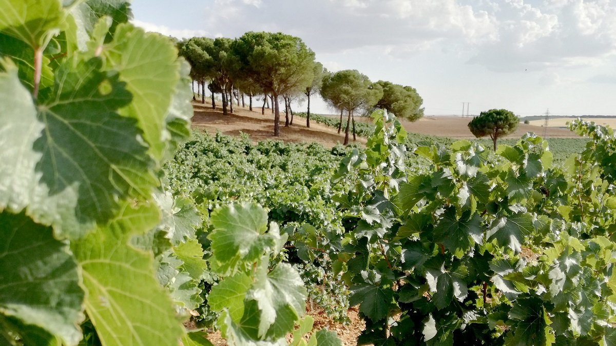 Viñedos de la Ruta del Vino de Rueda.- ICAL
