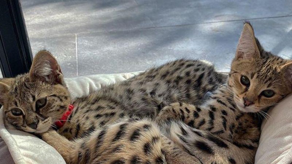 Gatos exóticos que ha comprado Justin Bieber.-INSTAGRAM