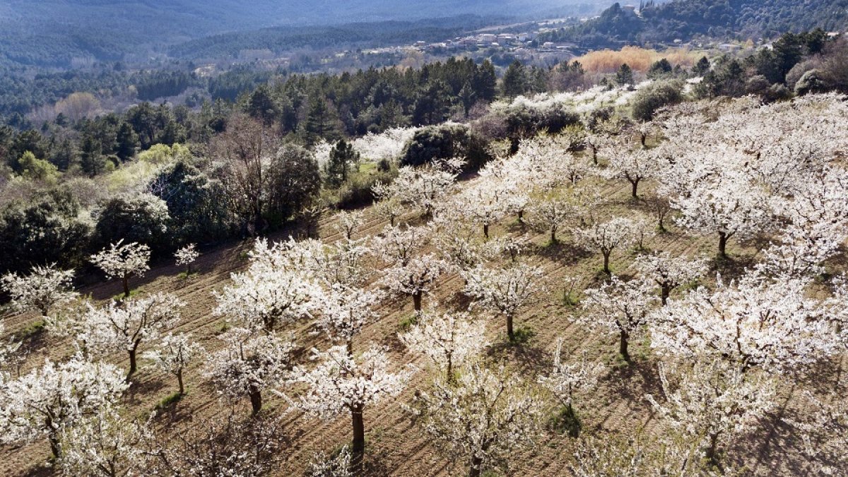 Un terreno con frutales en la comarca burgalesa a la espera de una cosecha que esperan iniciar en junio y que se prevé de calidad.- I. L. MURILLO